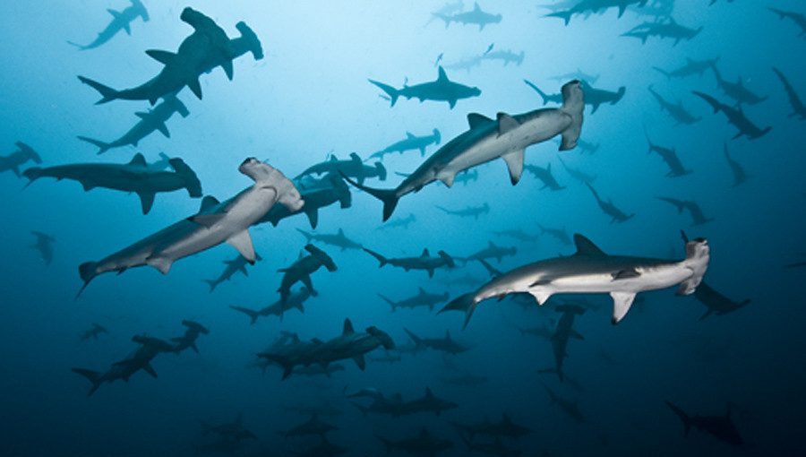 Cocos Island, Costa Rica - Il Paradiso subacqueo amato da Jacques Cousteau